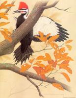 William Zimmerman - Pileated Woodpecker